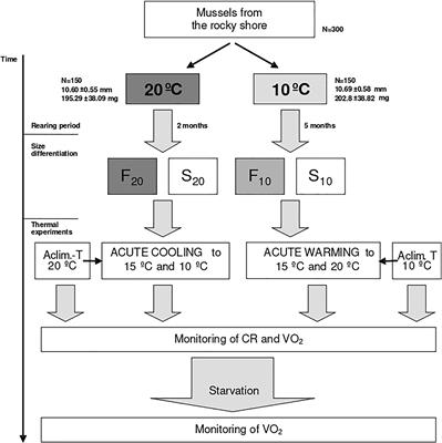 Variable Capacity for Acute and Chronic Thermal Compensation of Physiological Rates Contributes to Inter-Individual Differences in Growth Rate in Mussels (Mytilus galloprovincialis)